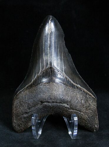 Jet Black And Glossy Inch Megalodon Tooth #1662